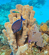 Pillar coral, Dendrogyra cylindricus