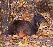 Moschus moschiferus, Siberian musk deer