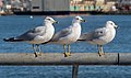 Image 41Three ring-billed gulls in Red Hook