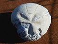 Un fósil de un erizo de mar, Micraster, conocido como «pan de hadas» en el Reino Unido