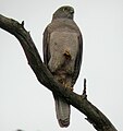 Brown goshawk