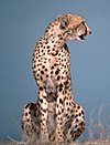 Gepard