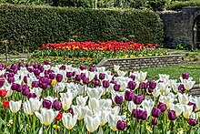 Flower bed with white and purple tulips, and another flower bed with red and yellow tulips. There are tall hedges in the background and manicured lawn in the foreground.