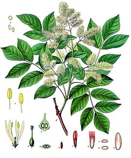 Fraxinus ornus 1862 illustration[1]