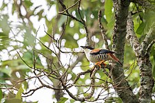 At Chainarang, Chitwan, Nepal.