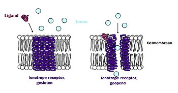 Schematische weergave van een ionotrope receptor. Na binding van de ligand opent het ionkanaal direct.