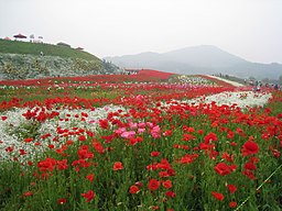 Blomsterfestival vid Paju, Gyeonggiprovinsen.