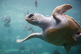 Một con rùa quản đồng bơi trong bể nuôi.