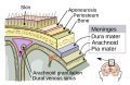 Meninges of the CNS