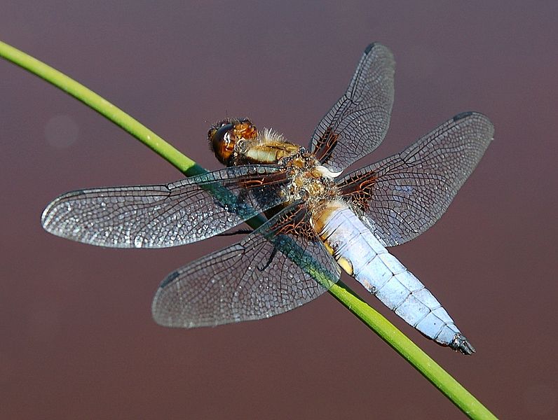 File:Platetrum depressum 1 Luc Viatour.JPG