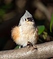 Image 60Tufted titmouse floofed up in Central Park