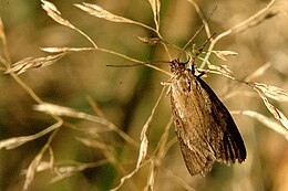 Télimoly (Diurnea lipsiella)