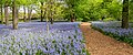 Image 87Bluebells in the Brooklyn Botanic Garden