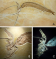 Fossili di Aspidorhynchus e Rhamphorhynchus