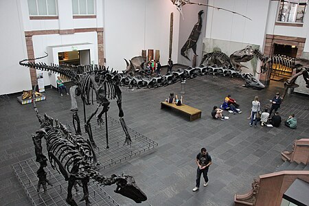 Salle des dinosaures.