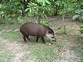 Közép-amerikai tapír