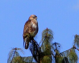 Himalayabuizerd