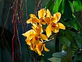 Image 61Cattlianthe Gold Digger ‘Orglade's Mandarin’ orchid