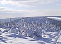 Der Stürmer im Winter