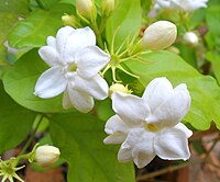 Jasminum sambac