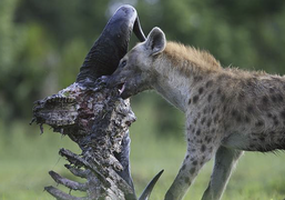 A spotted hyena (Crocuta crocuta) removes flesh from a long-dead ungulate - journal.pone.0060797.g001-E.png