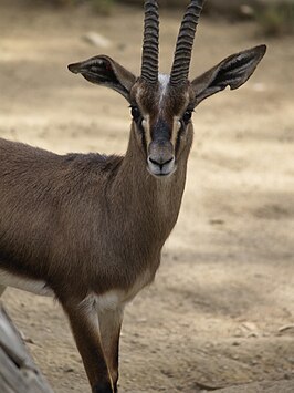 Edmigazelle