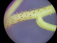 Drosera indica