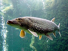 Esox lucius