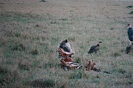 Hyena at masai mara.jpg