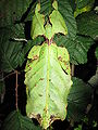 Pulchriphyllium giganteum, Weibchen