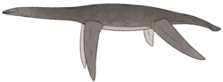 Reconstruction of a left-facing plesiosaur.