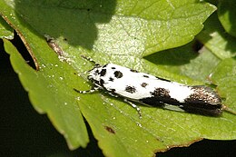 Ethmia quadrillella imágója