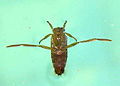 Insecto con patas adaptadas á natación