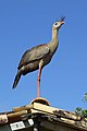 Cariama huppé, Minas Gerais