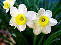 Narcissus pseudonarcissus