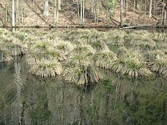 Steifseggenried im nördlichen Weiherarm