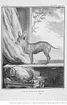 Nakenhund (Chien Turc) från Georges-Louis Leclerc de Buffons (1707-1788) stora naturalhistoria från mitten av 1700-talet. En nakenhund av afrikanskt ursprung som även Carl von Linné beskriver i sin Cynographia eller Beskrifvning om Hunden 1753.