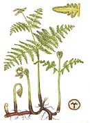 Jordstengelen hos einstape (Pteridium aquilinum).