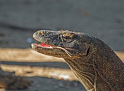 Komodo dragon (Varanus komodoensis) 2.jpg