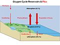 Ciclo do oxigênio