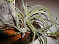 Tillandsia caput-medusae met twee scheutjes