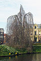 Hänge-Buche am Singel in Leiden