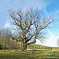 Die älteste Eiche Europas in Bad Blumau, Steiermark ("Wo noch Eichen stehn, voll und grün von Saft, die kein Sturmwind je noch hat gebeugt")