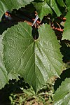 Ausgewachsenes Blatt