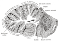 Sagittal section of the cerebellum, near the junction of the vermis with the hemisphere. (Veins not visible, but regions can be seen).