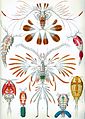 Copepoda ji karê Ernst Haeckel 1904