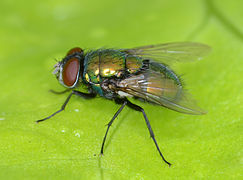Diptera - Lucilia sericata