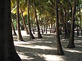 Kokosnussplantage auf Guadeloupe.