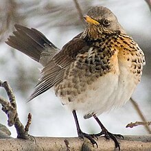 Gråtrast, Turdus pilaris Foto: Adam Kumiszcza