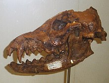 "Canis (Xenocyon) falconeri" skull